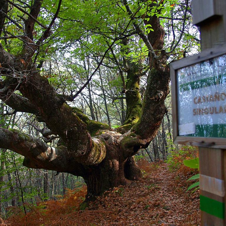 Route of the ancient chestnut trees